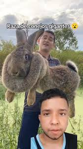 Conejogigante Parana Morel