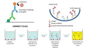 Quickey elisa ® kit developed by elabscience is an improvement of the traditional sandwich elisa kit. Reactivos Elisa