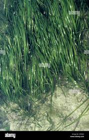 Image result for Zosteraceae