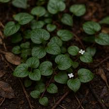 Image result for Geophila repens