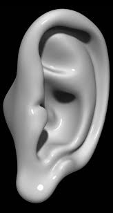 Ear 3d Model Ear Human Part Head Sculpture Hearing Earing Mannequin Anatomy Man Woman Girl Boy Science Cheap Cinem Labyrinth Design Ear 3d Modeling Tutorial