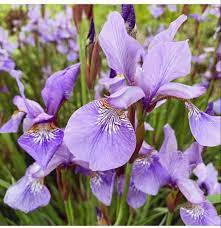 Iris Flower Iris Flowers Wholesale Flowers Purple Iris Flowers