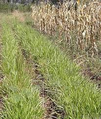 Image result for Urochloa brizantha