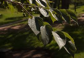 Image result for Celtis africana