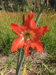Image result for Hippeastrum puniceum