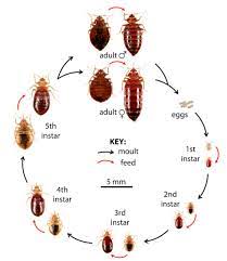 Bed Bugs Gp Home Defense Llc