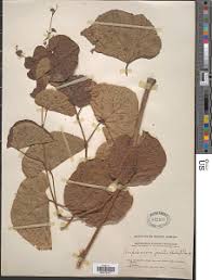 Image result for Ampelocissus africana