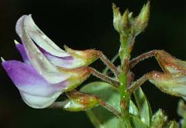 Image result for Fabaceae subfamily Papilionoideae