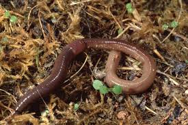 Red dragon is a symbol of china which appears in many mahjong games. Red Wiggler Vs Earthworm Which Worm Is Best For Composting