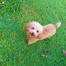 Toy poodle rehoming network is dedicated to helping caring owners rehome a dog safely, effectively and permanently. Toy Poodle Puppies For Free Adoption Home Facebook