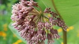 Wildflower & Pollinator ID Hike
