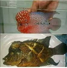 Gambar Ikan Lucu Bikin Ngakak Gambar Ikan Hd