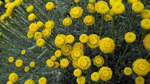 This cute little flower has become enormously popular for its decorative spherical drumstick flower heads that dry fantastically well and hold their colour. Nixpixmix Billy Buttons