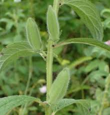 Image result for Sesamum radiatum