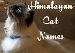 Himalayan Cat Names: Recommendations from Experts