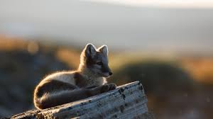 Arctic Baby Fox Esta Sentado Na Rocha Em Desfoque De Fundo Fox Hd Papel De Parede De Desktop Widescreen Alta Definicao Fullscreen