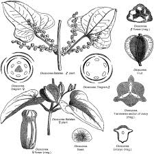 Image result for Dioscorea schimperiana