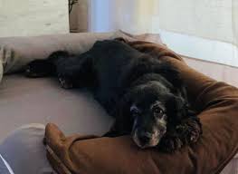 Check spelling or type a new query. The 7 Best Dog Beds Of 2021 The Best Quality Dog Beds Pet Essentials