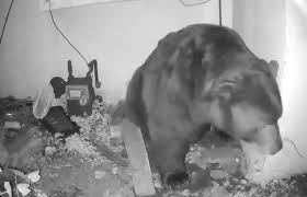 Altadena resident stunned by bear ...