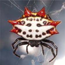 Pin On Spiders