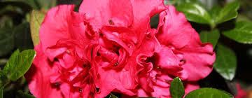 They are probably one of the most affordable flowering plants but can quickly look scraggly after they bloom. Autumn Winter Flowering Houseplants Azaleas Cyclamen