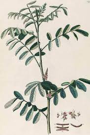 Image result for Indigofera tinctoria