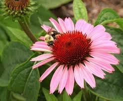 How do i make the different bees? The Abc S Of Bees Triangle Gardener Magazine