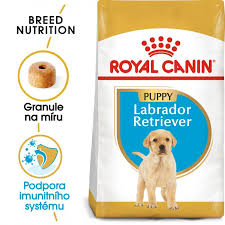 Image result for labrador retrívr