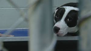 Welcome to your cincinnati petco in five mile center! 30 Dogs At Stake As Takeover Of Clermont Co Animal Shelter Looms