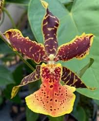 Image result for Millettia lasiantha