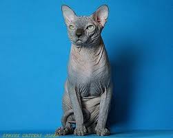 I do have a spay/neuter contract/health guarantee you must sign, and follow through with. Males Sphynxes Sphynx Cattery Joser Spynx Hairless Cat Hairless Cat Cat Breeder Sphynx Cat