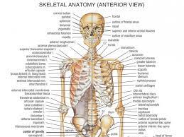 Once we reach adulthood, we have 206 bones. The Body Of The Human Eye Body Bones Human Body Anatomy Human Bones Anatomy