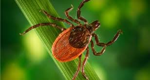 Cut your grass short and frequent. 11 Ways To Keep Ticks Away From Your Yard Naturalawn Of America Inc