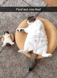 Pin By Barbarasellsfloridahomes On Animals And Pets Funny Cat Photos Cute Animals Funny Animals