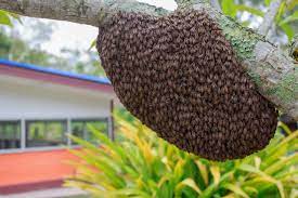Swarming is the honey bee's method of colony reproduction. Capturing And Installing A Swarm Of Bees