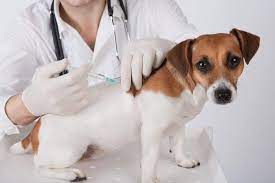 Vca tri city animal hospital and acacia cat hospital. Sunrise Pet Hospital Veterinarian In Anaheim Hills Ca Us