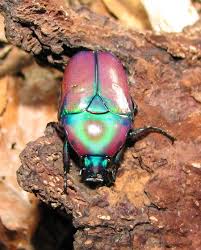 Image result for Oreosyce africana