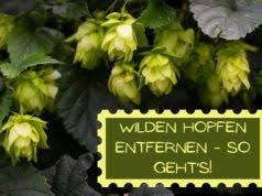 Pin Auf Garten