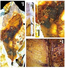 Image result for Rhabdophyllum arnoldianum