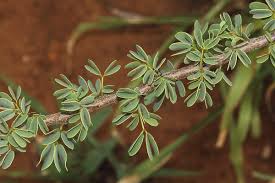 Image result for Acacia brevispica