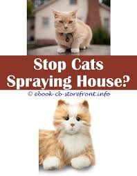 These conditions, that are outlined below, are rare, meaning you can make a fairly educated guess that, if you have a calico or tortoiseshell cat, they are probably female. 14 Unearthly Stop Cats From Spraying In My Yard Bebe
