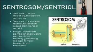 Sentrosom struktur ini hanya terdapat pada sel hewan, berbentuk bintang yang berfungsi dalam pembelahan sel (mitosis. Perbedaan Sel Hewan Dan Sel Tumbuhan Youtube