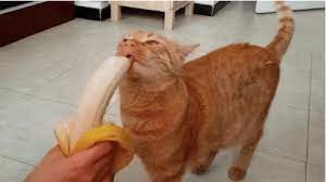 Pin By Jake Holloway On Funny Cat Nutrition Cats Cat Health