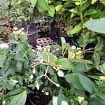 Image result for Dissotis multiflora