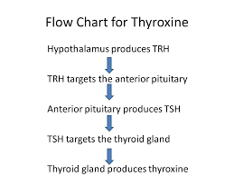 endocrine system part ii flow chart for thyroxine