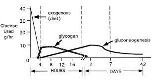 Phases Of The Starvation Response