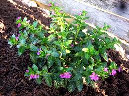 Great in a mass planting! Flowering Plants For Texas And Natives A Round Rock Garden