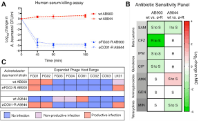 Image result for Striga baumannii