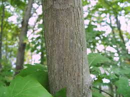 Image result for Juglandaceae