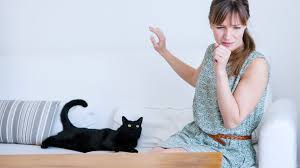 Kedi Alerjisi Hakkinda Her Sey